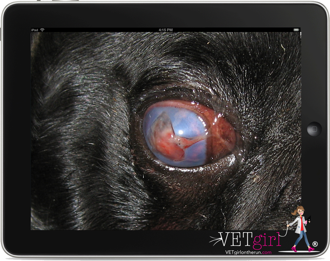 Dog with KCS and corneal injury