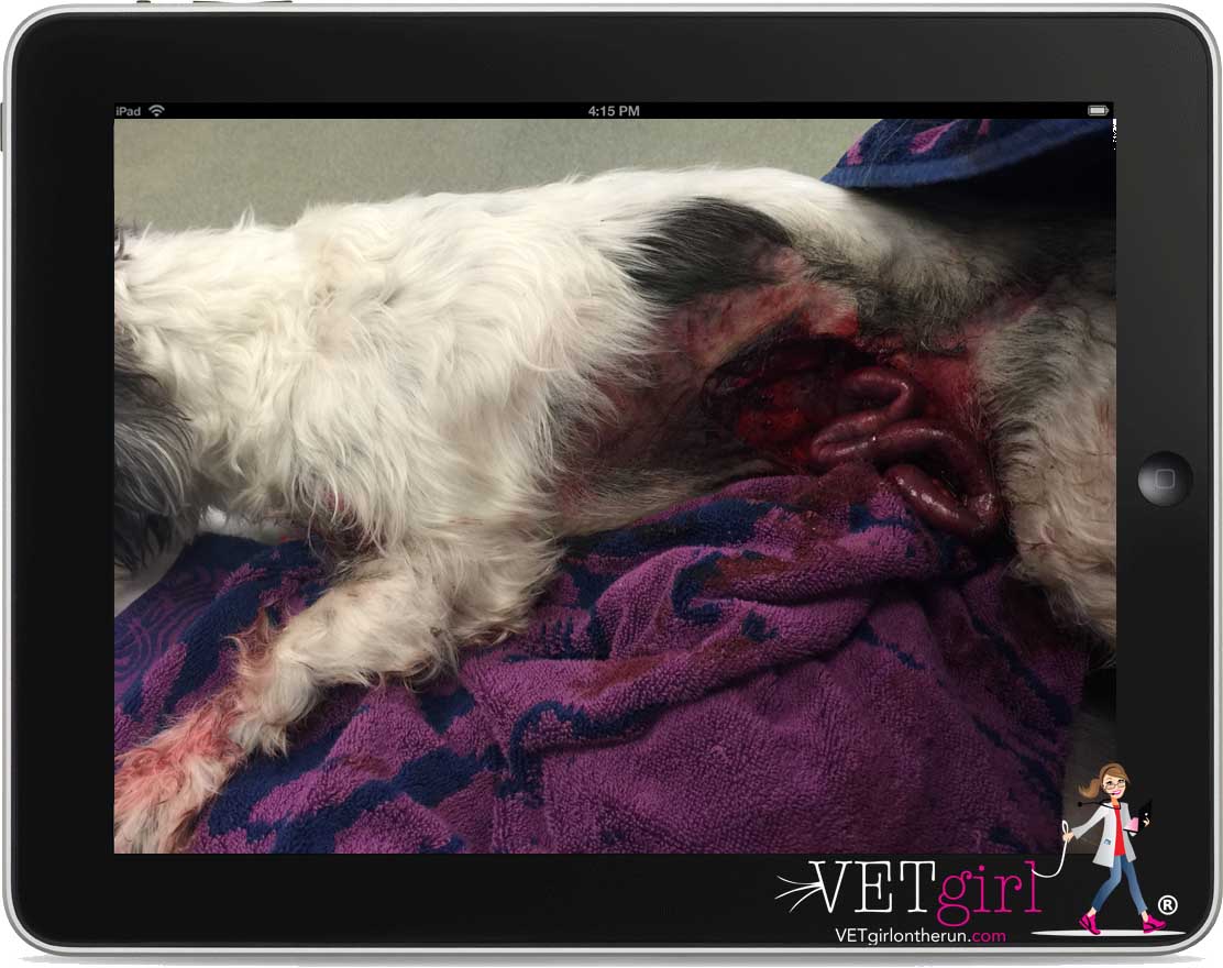 Dog with trauma evisceration