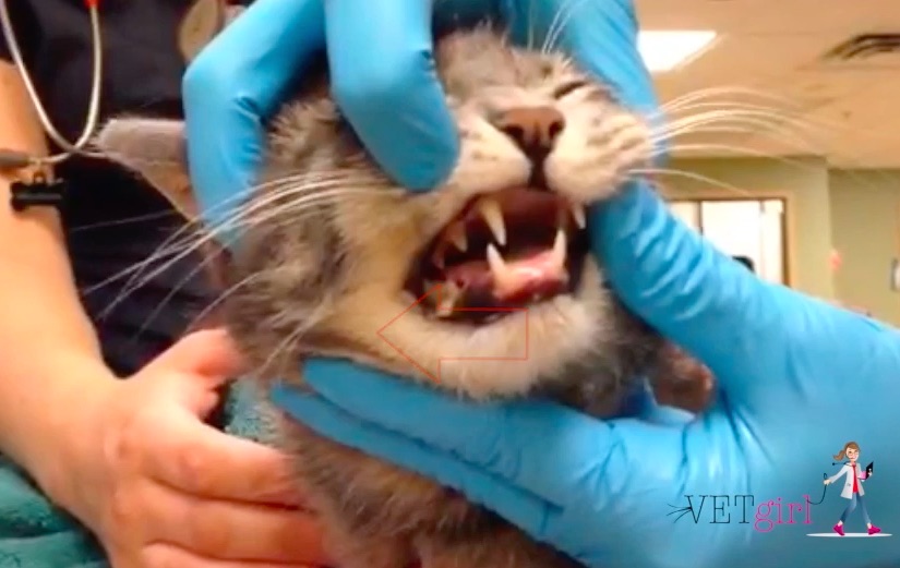 Cat with a jaw luxation