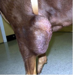 Sarcoma on the leg of a dog Craig Clifford