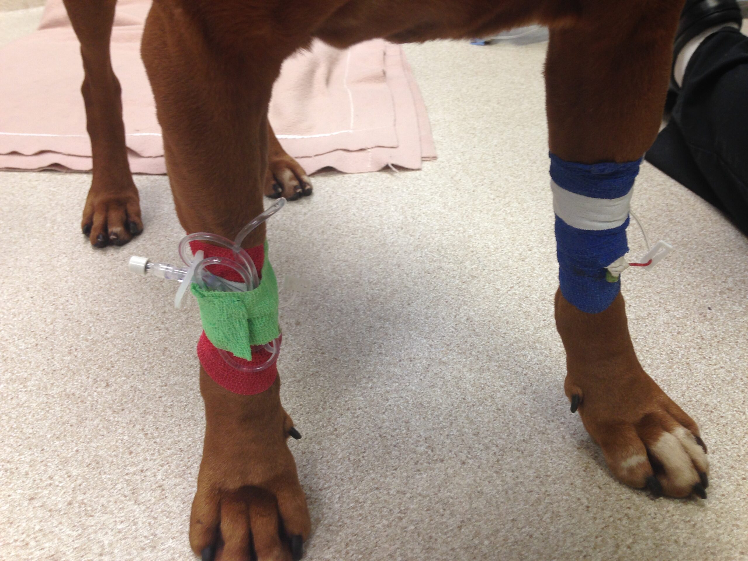 Bilateral IV cephalic catheters for GDV in a dog