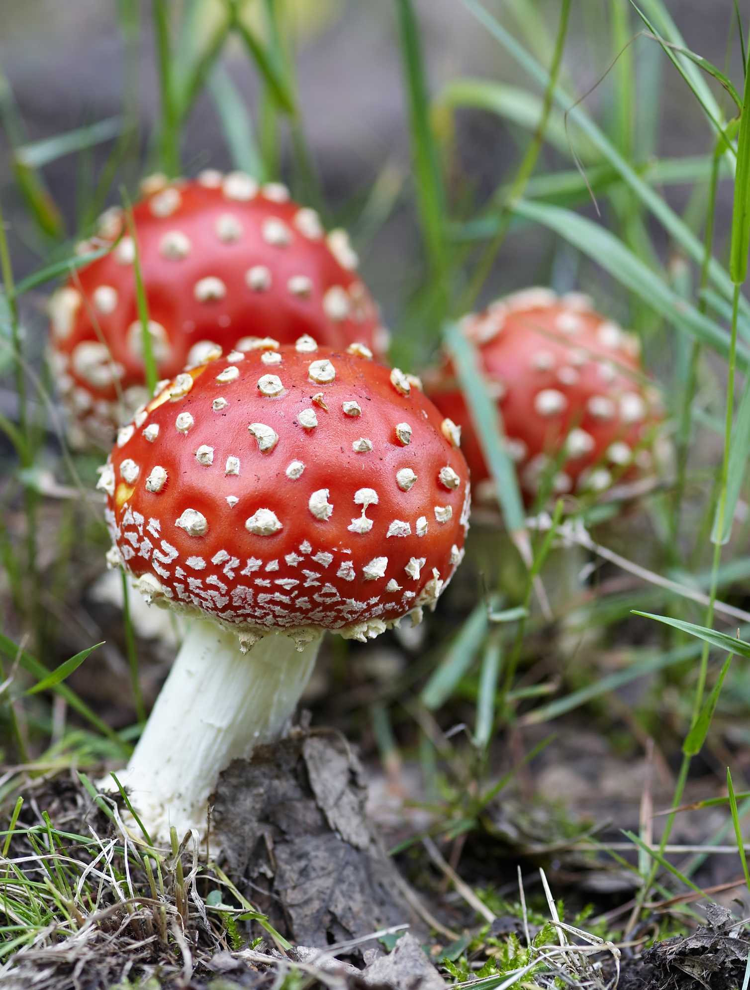 Mushrooms
