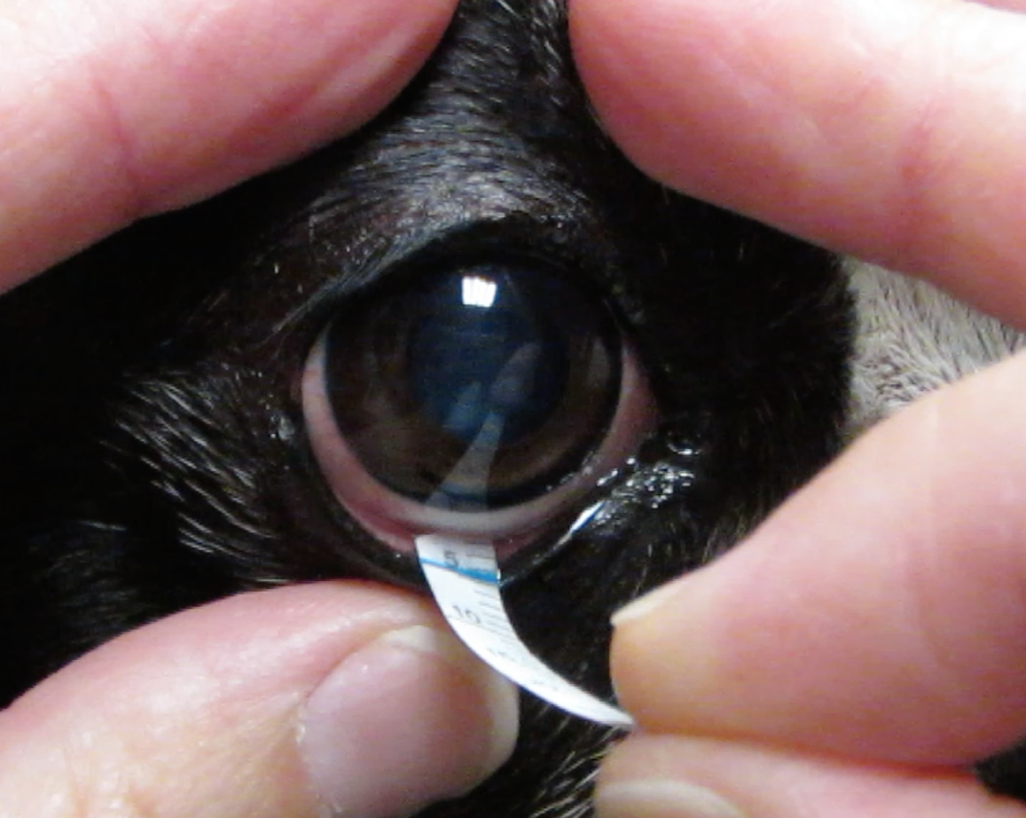 How to Schirmer tear test a dog