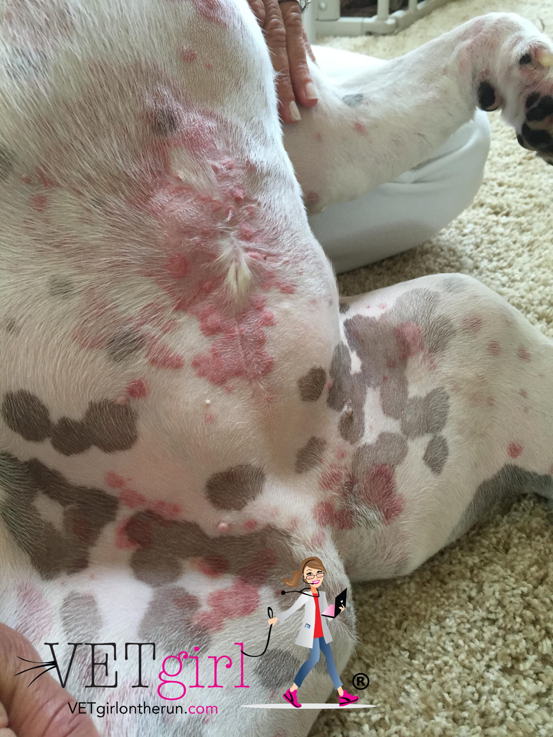 Dog with wells syndrome