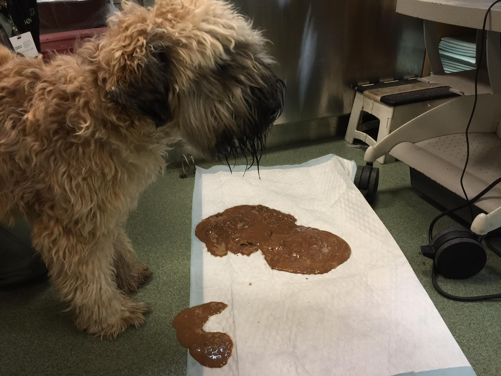 Dog vomit