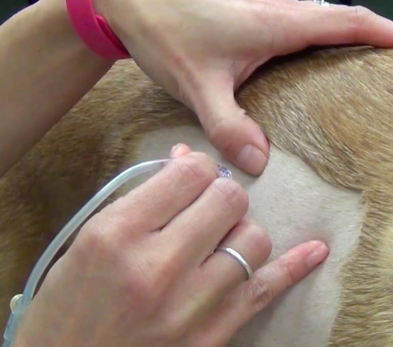 How to do a thoracocentesis in a dog