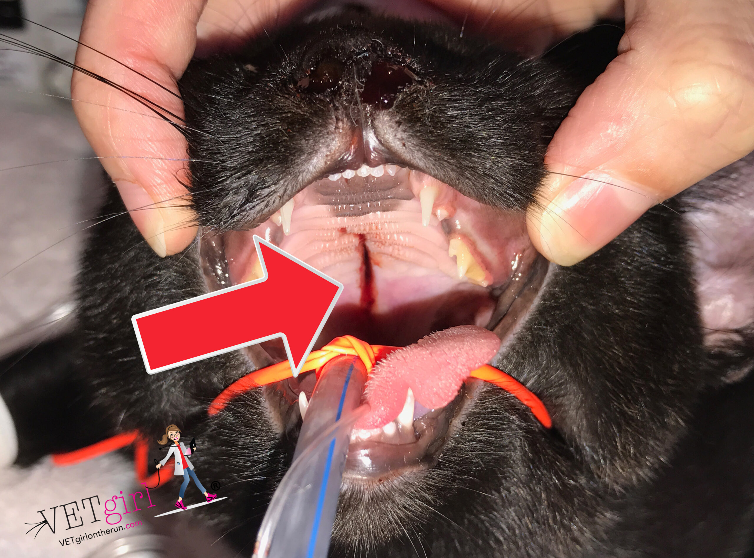 Split palate in a high rise cat