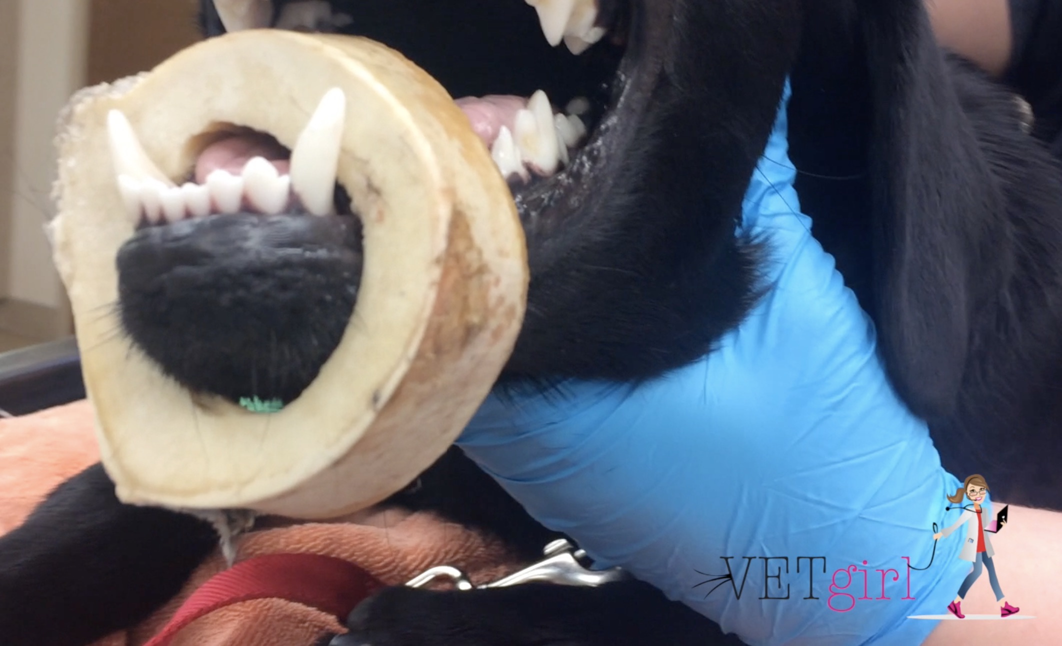 VETgirl image of a marrow bone stuck around a dogs bottom jaw