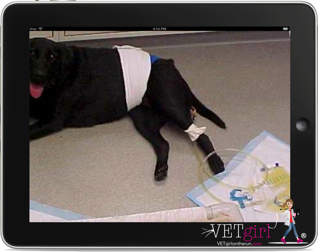 JLEE image of dog with urinary catheter set in place
