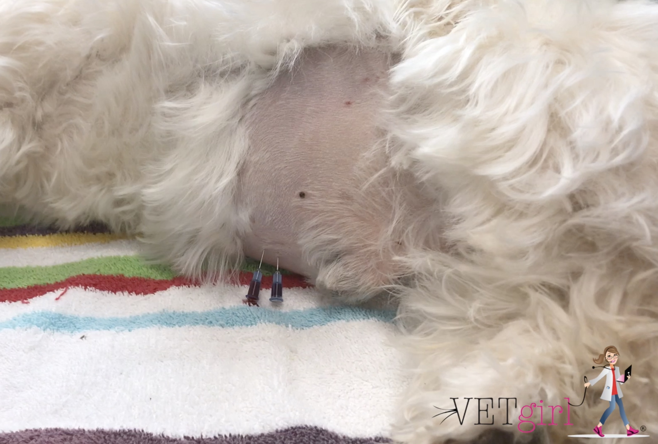 Abdominocentesis in a dog