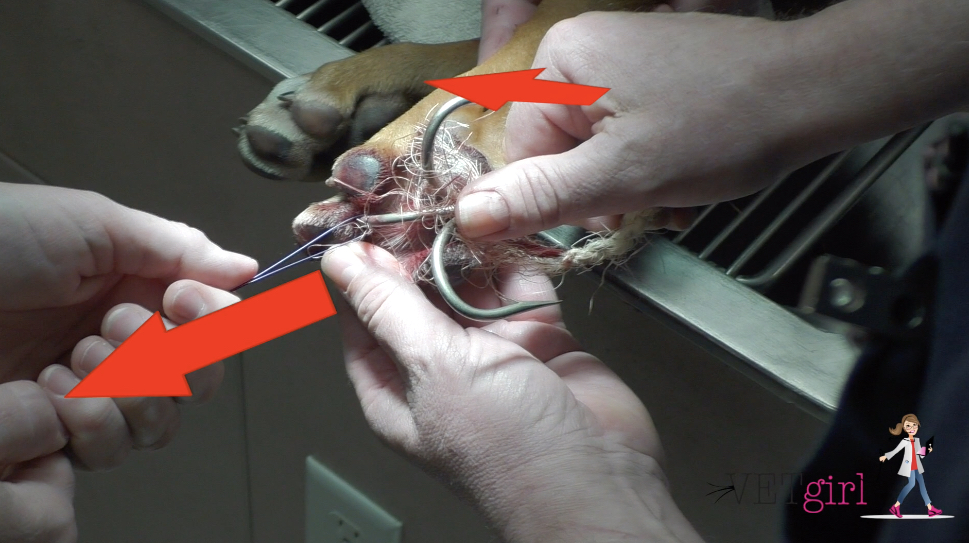 Dog with huge fish hook in leg