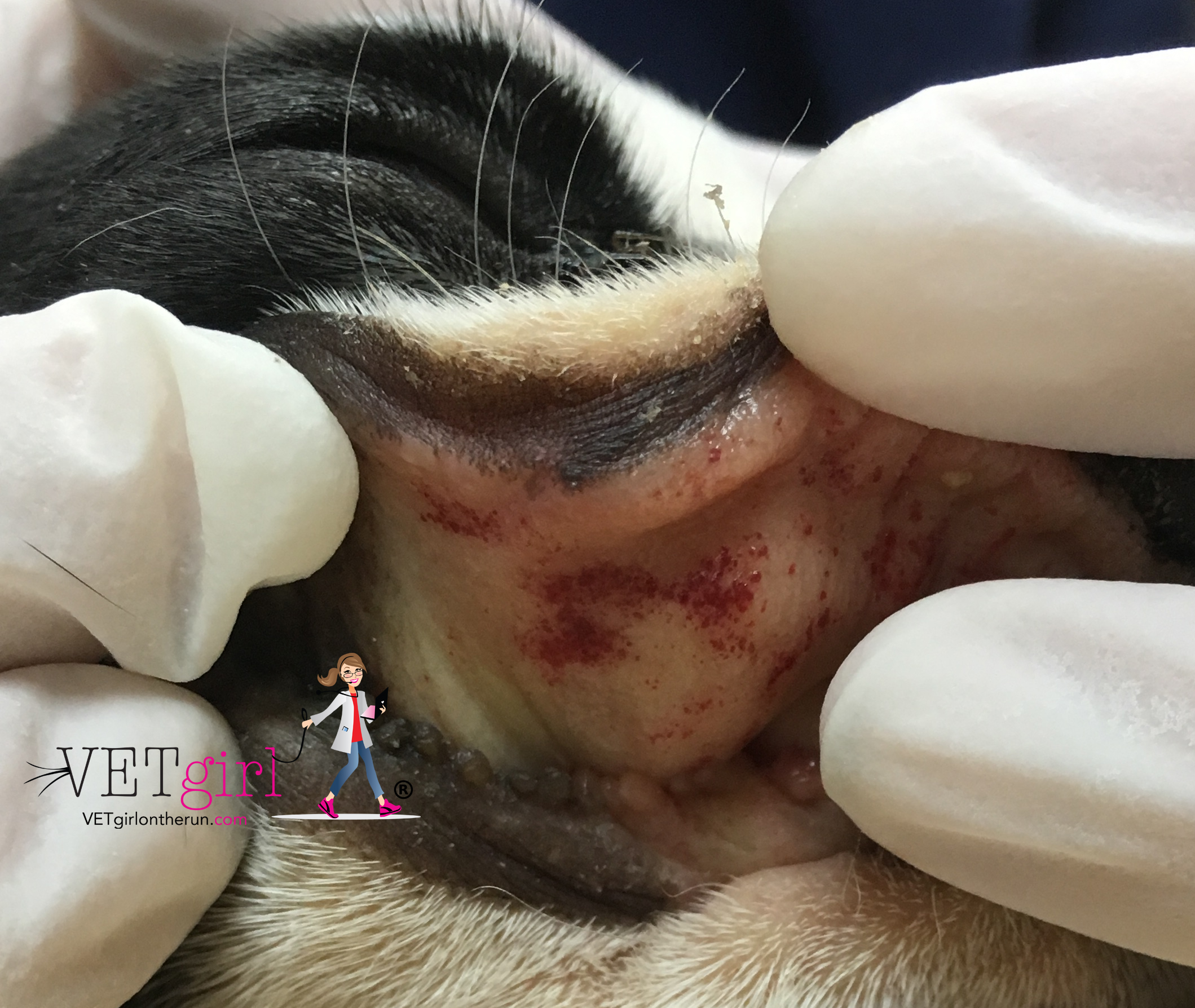 Petechia in a dog VETgirl