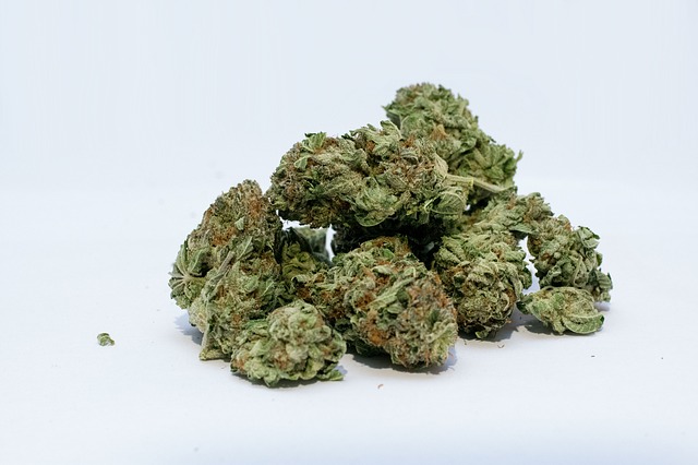 Marijuana buds