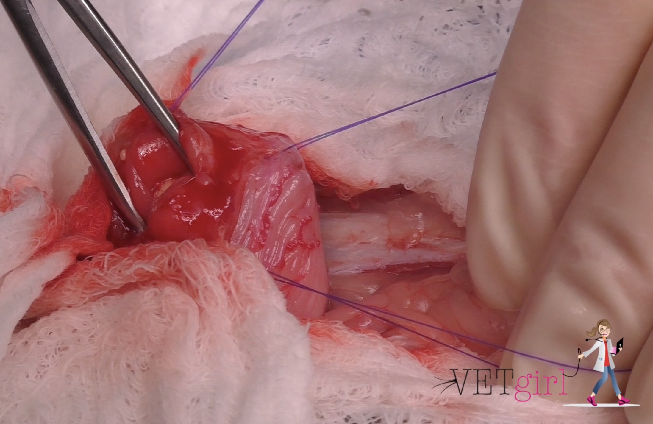 Image of a cystotomy in a VETgirl video