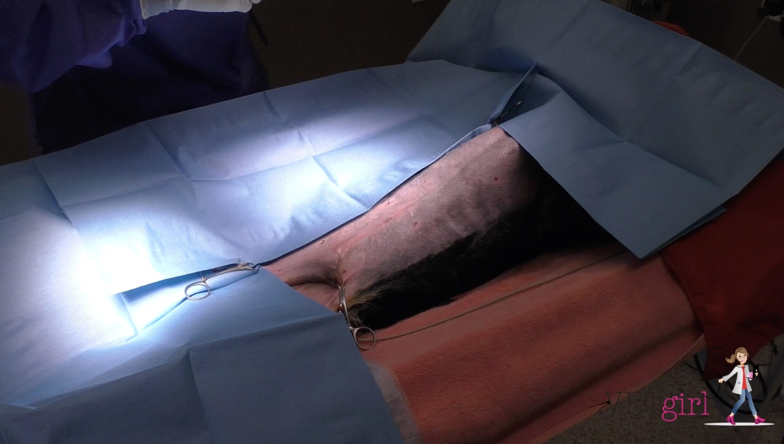 Image of a surgical drape VETgirl video