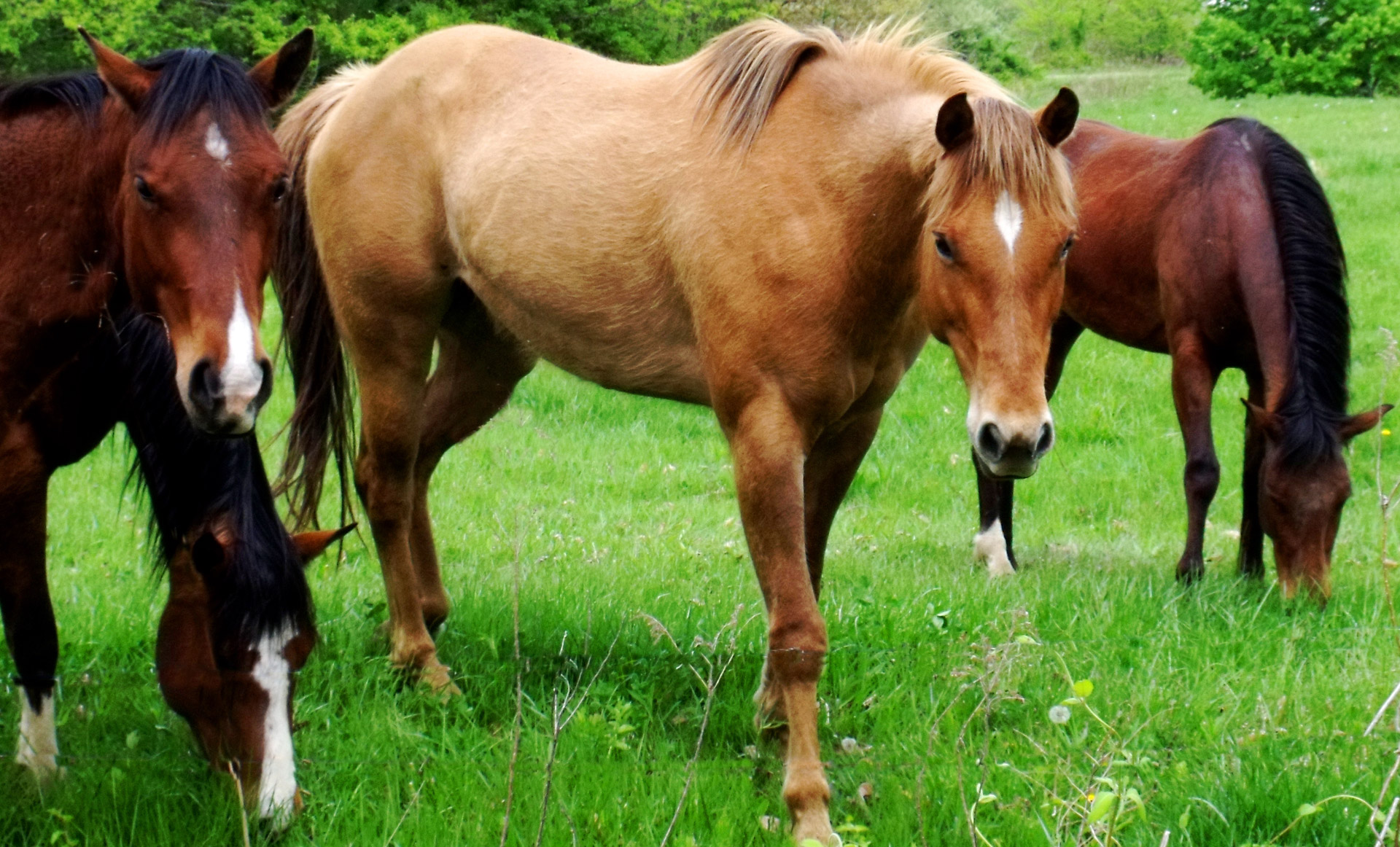 Large Animal, horses, VETgirl large animal, VETgirl large animal CE, equine online CE