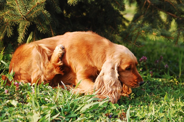 VETgirl, VETgirl Ce, VETgirl blog, VETgirl online Ce, veterinary CE, Zoetis, pruritis, itchy dog, Cytopoint, Apoquel
