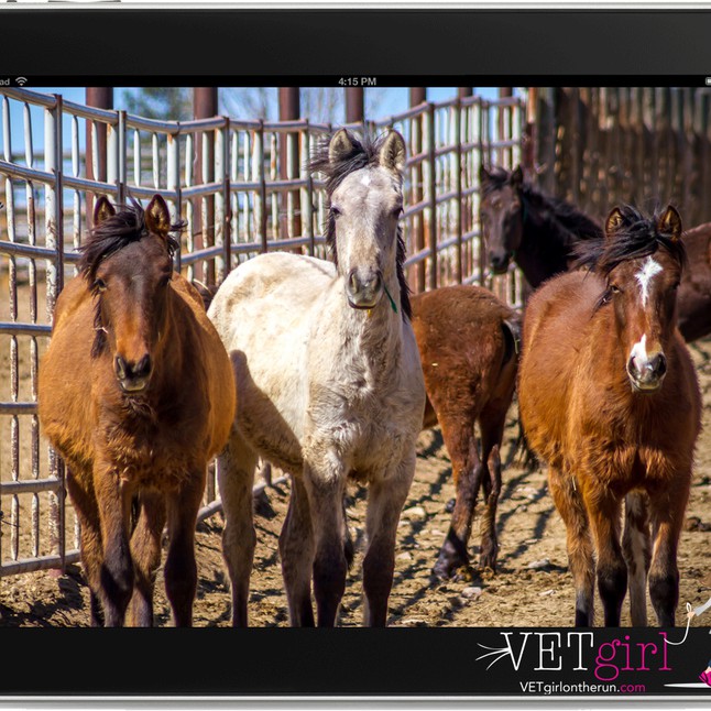 May 22, 2019: Field anesthesia in the equine patient