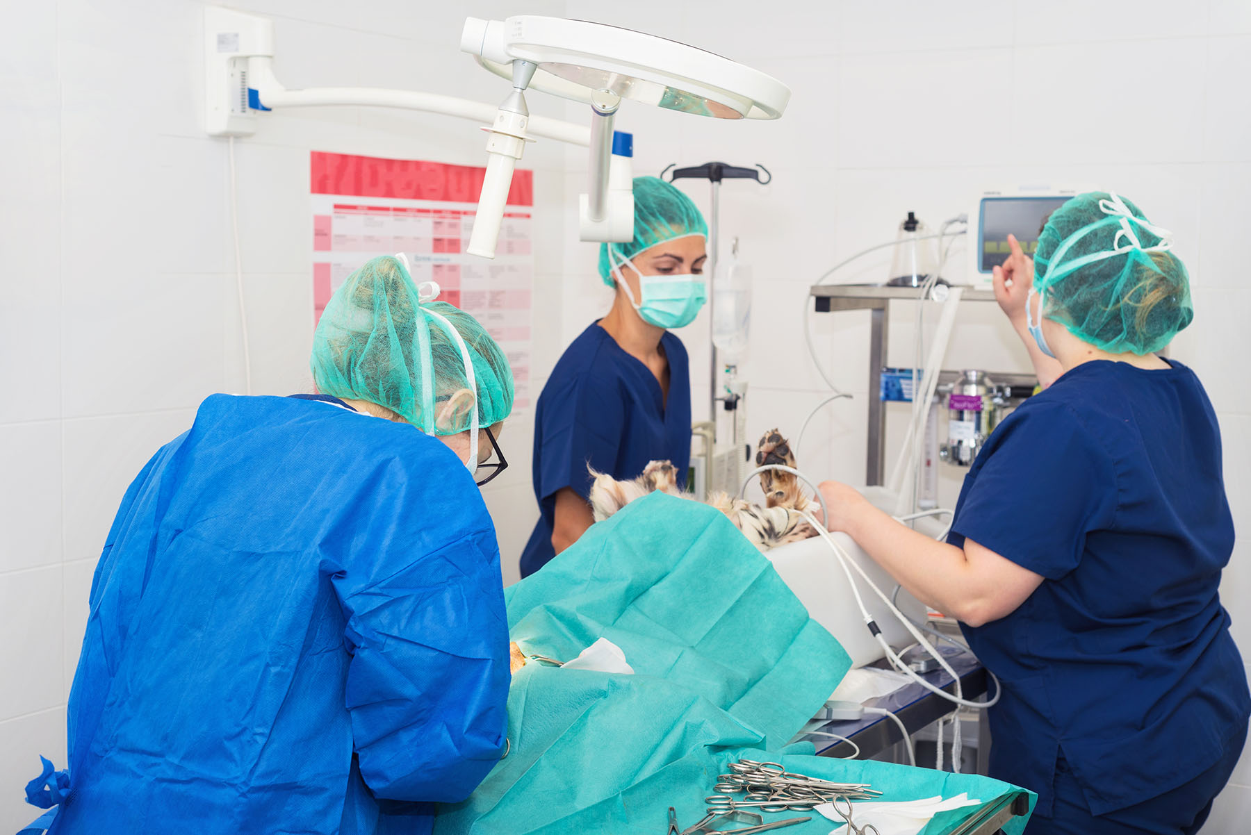 Veterinarian team in surgical room operating a dog