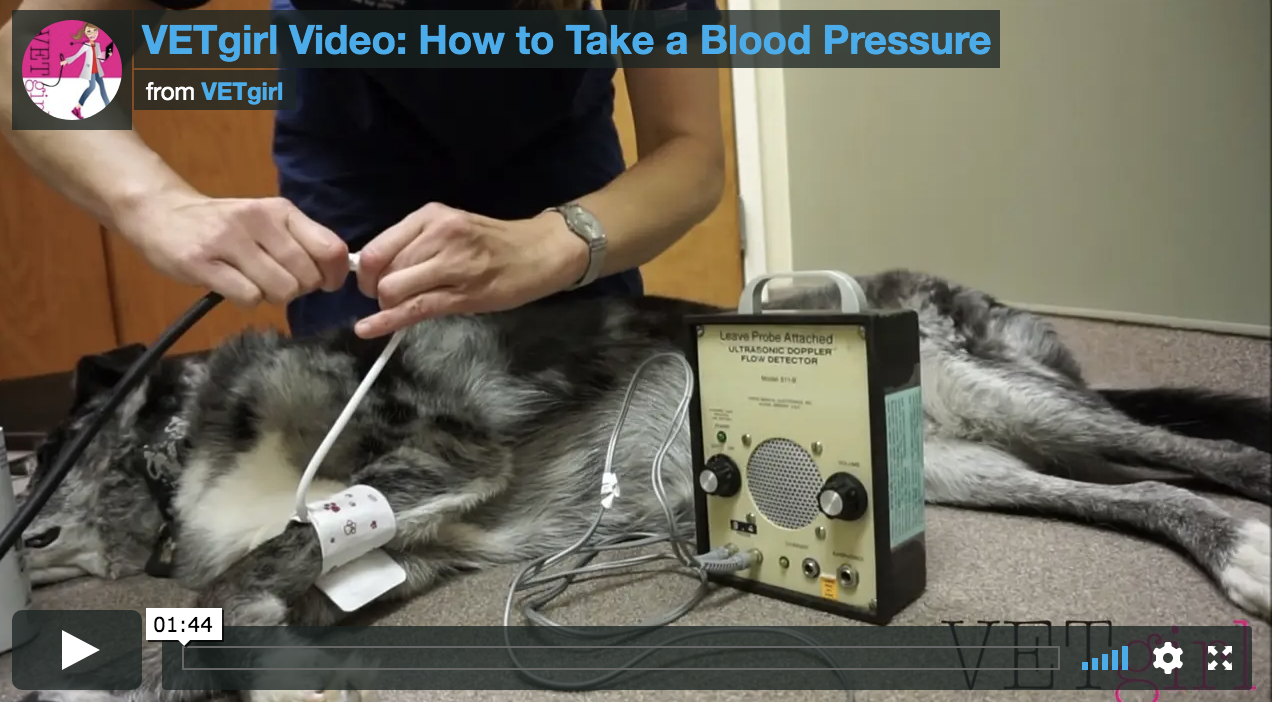Amy Newfield, how to measure Doppler dog, how to measure Doppler cat, blood pressure