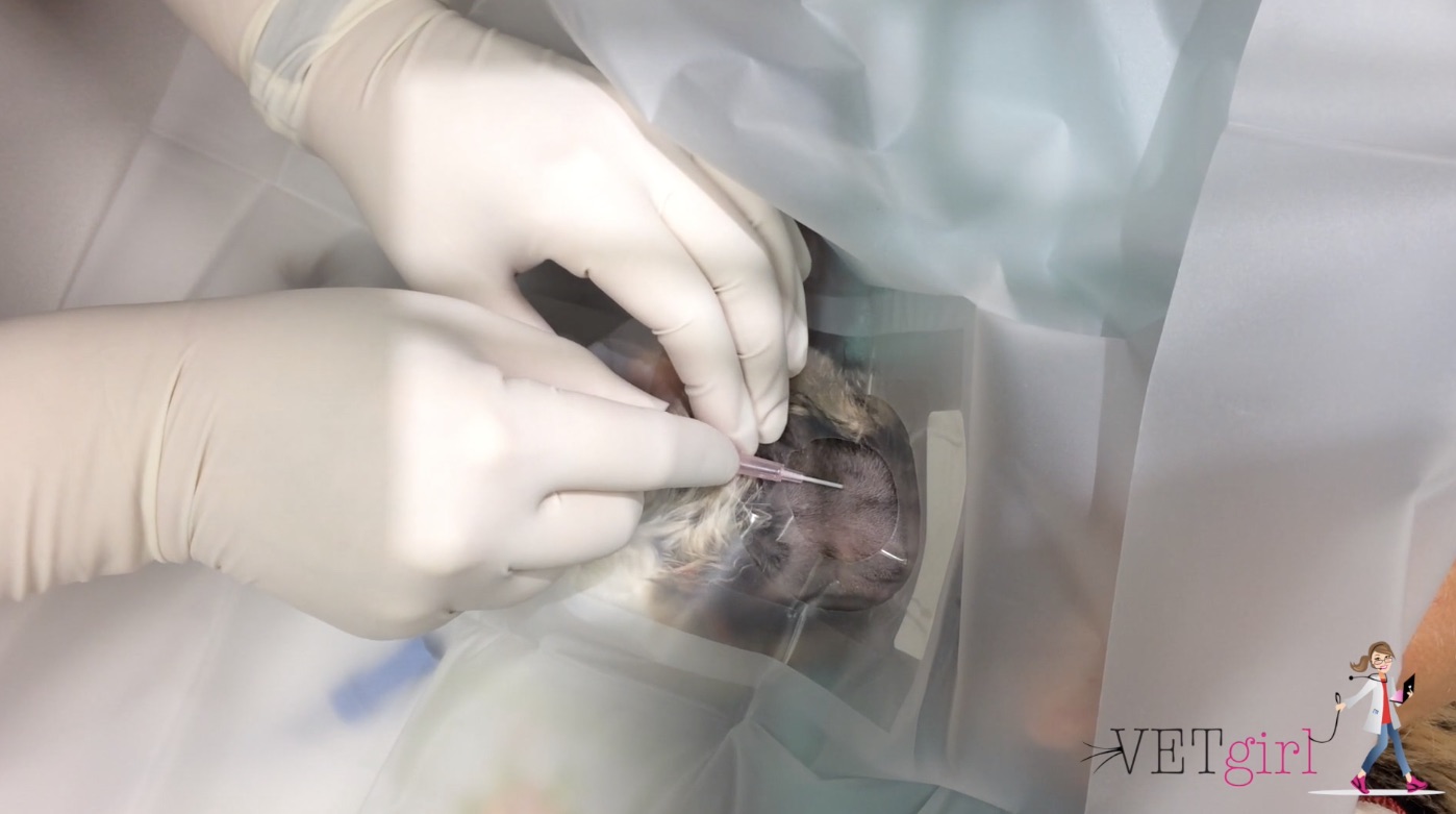 VETgirl image of placing of a central line