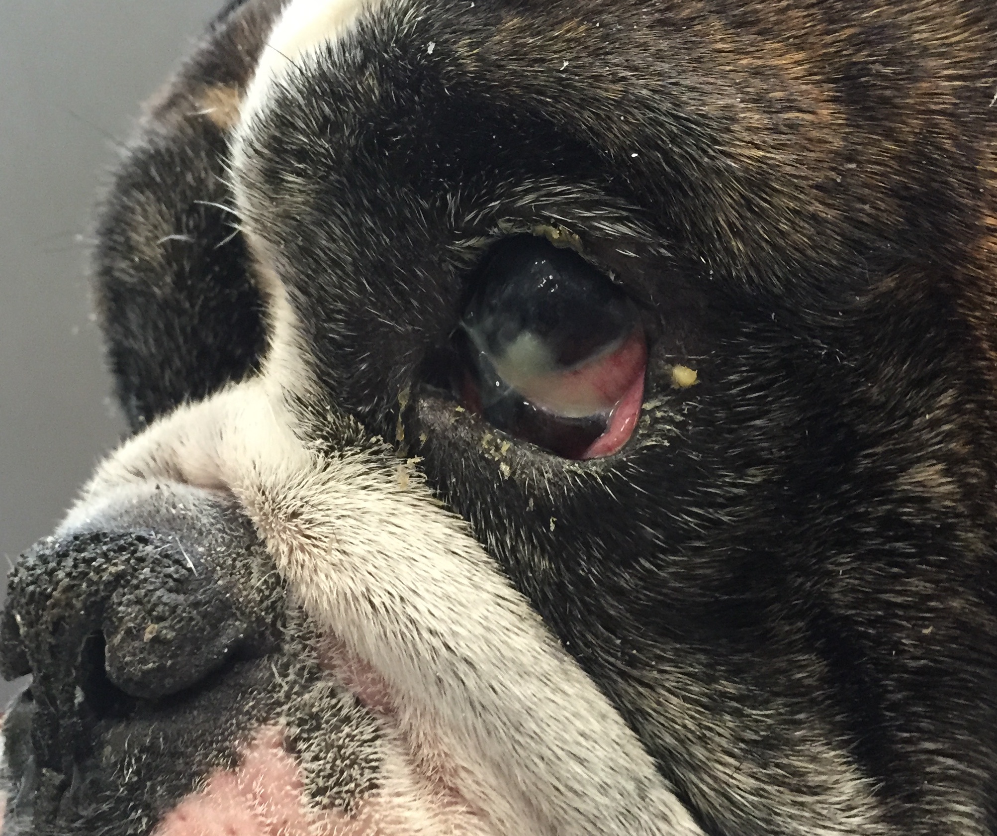 VETgirl image of a dog with KCS