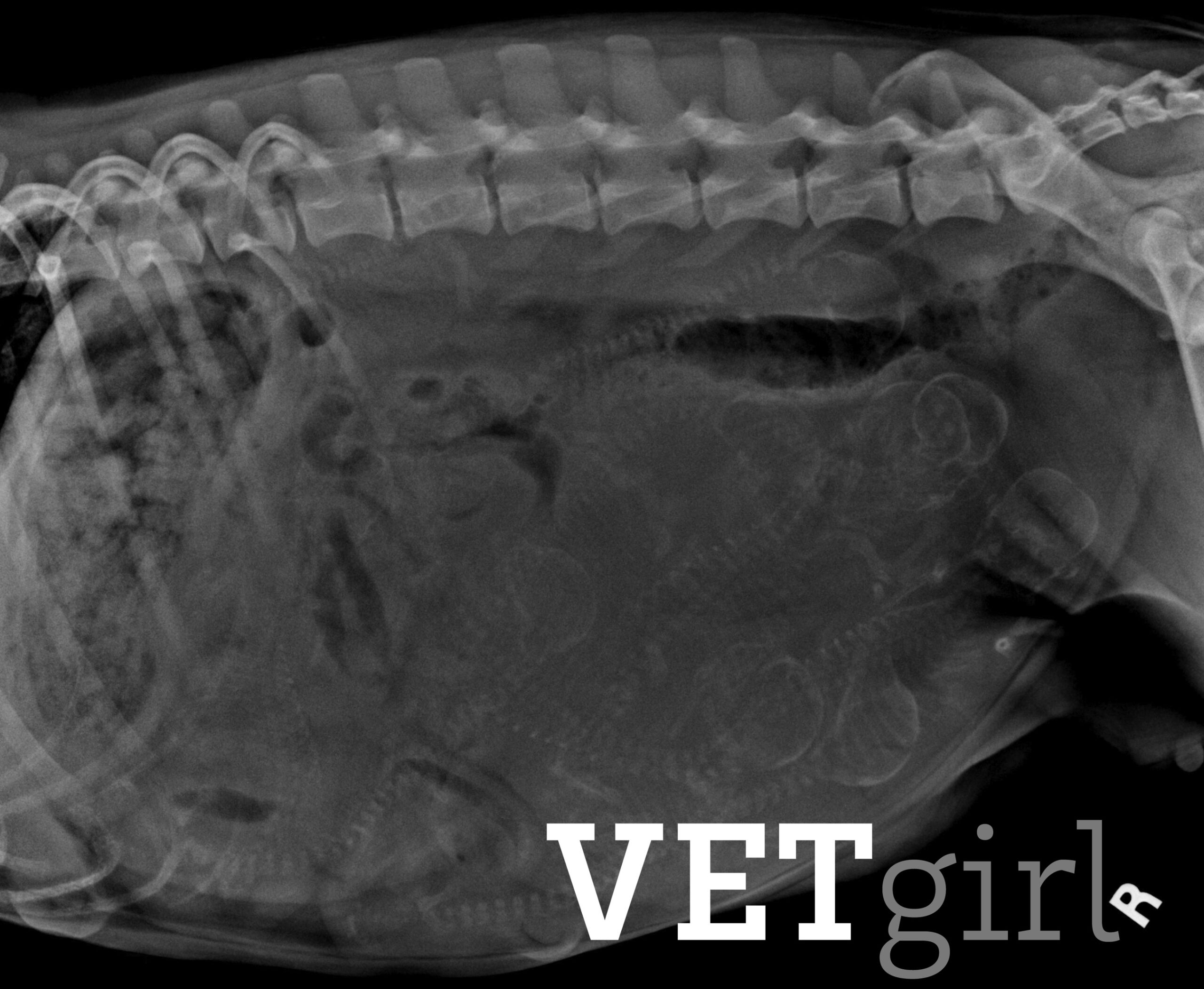 VETgirl blog Anesthesia for the C-section veterinary patient