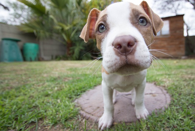 How to pick a puppy VETgirl online Veterinary CE blog