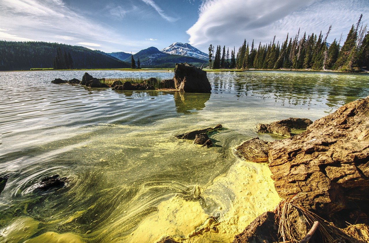 Blue green algae toxicity in dogs VETgirl Veterinary CE blog