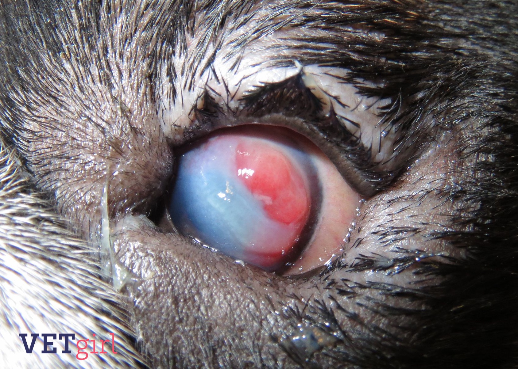 VETgirl canine corneal changes in a dog