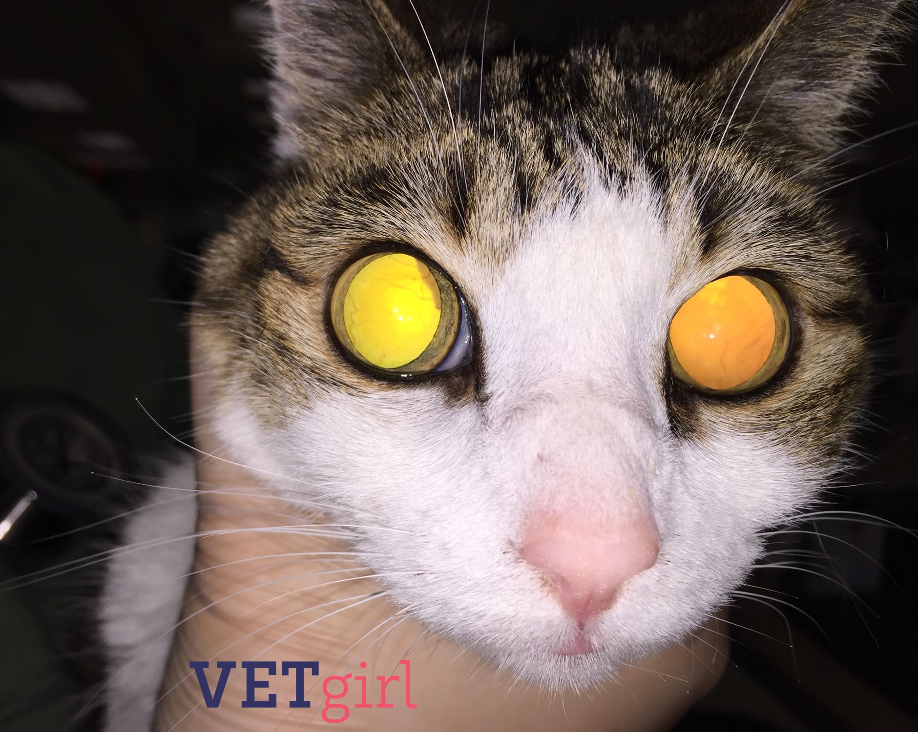 VETgirl acute blindness and pupil dilation in a cat
