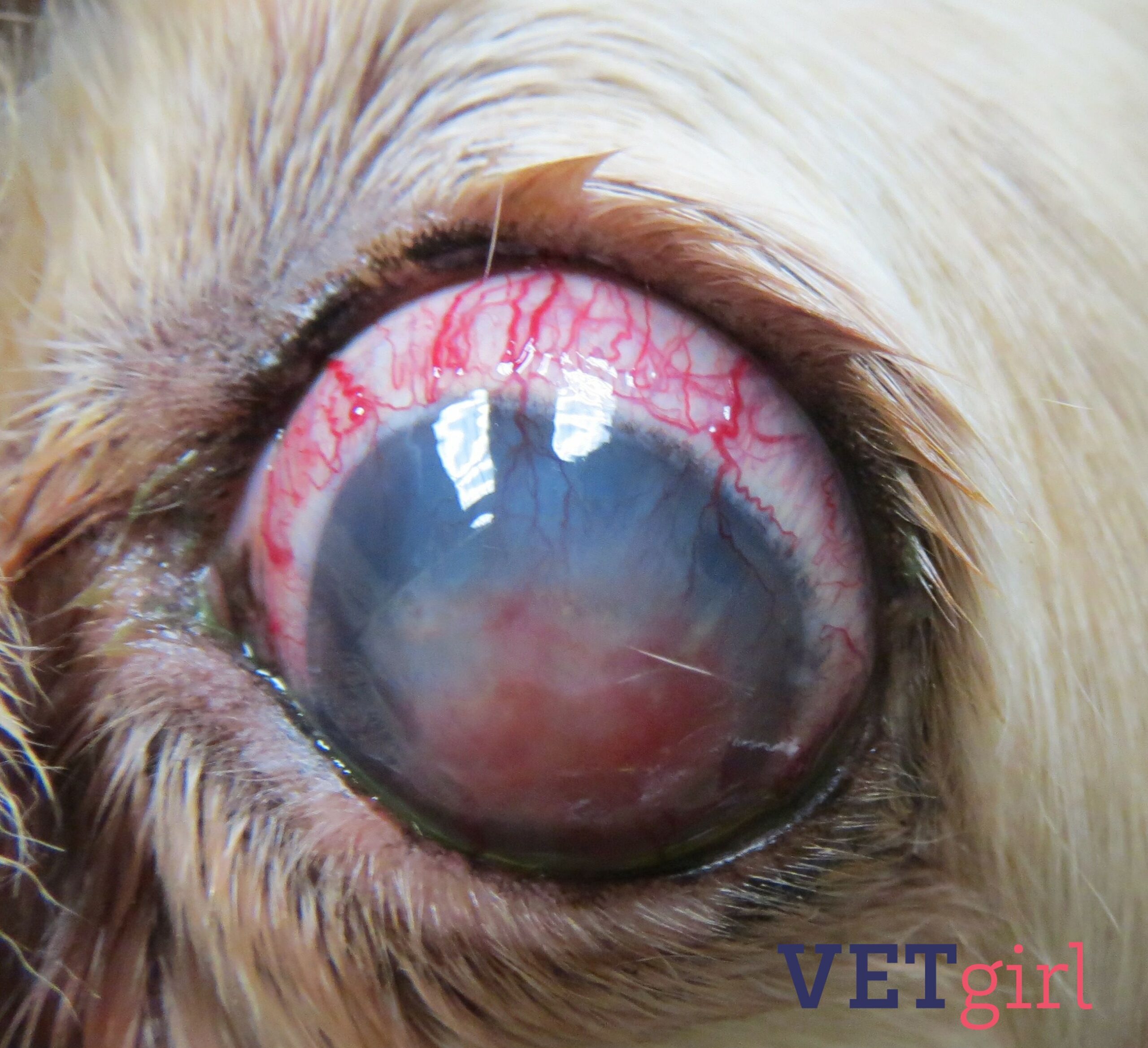 VETgirl canine ocular changes seen with glaucoma