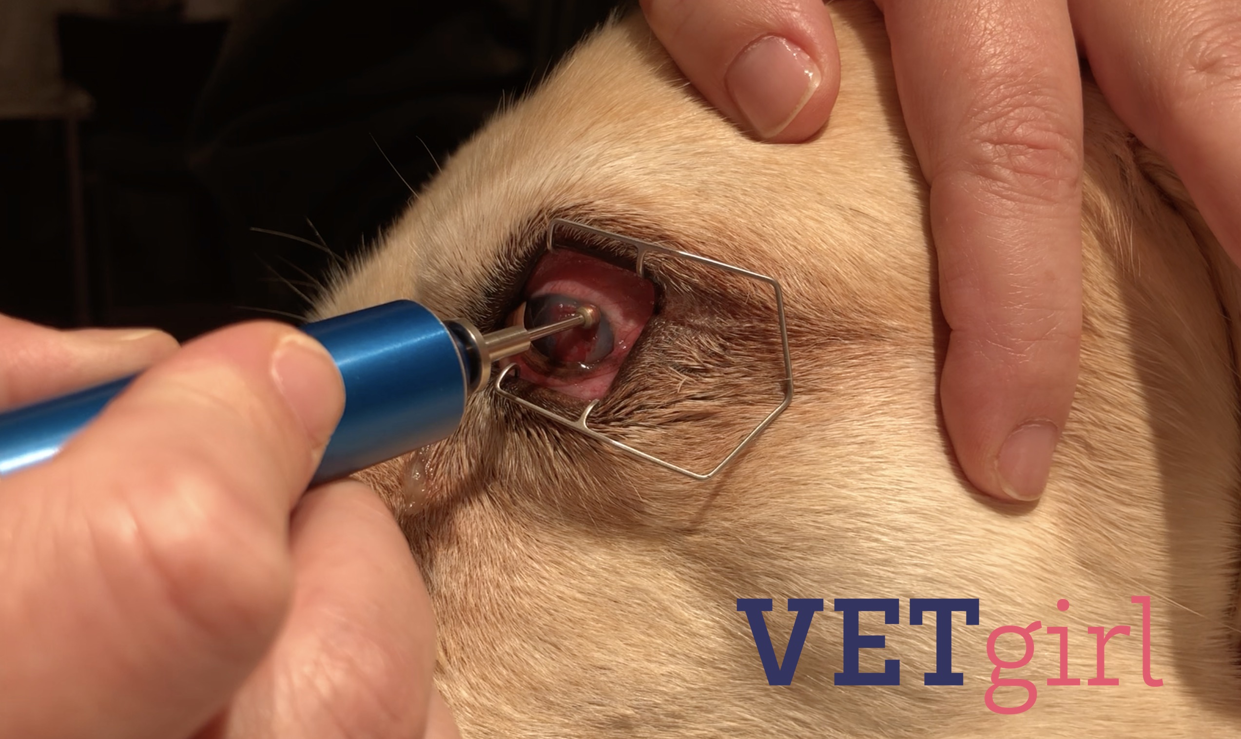 VETgirl dog corneal burring