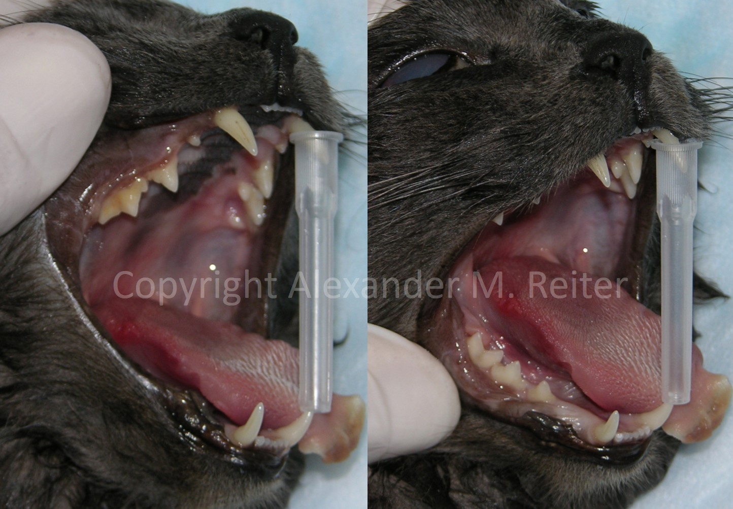 42 mm syringe mouth gag in a cat; Photos courtesy of Dr. Alexander Reiter
