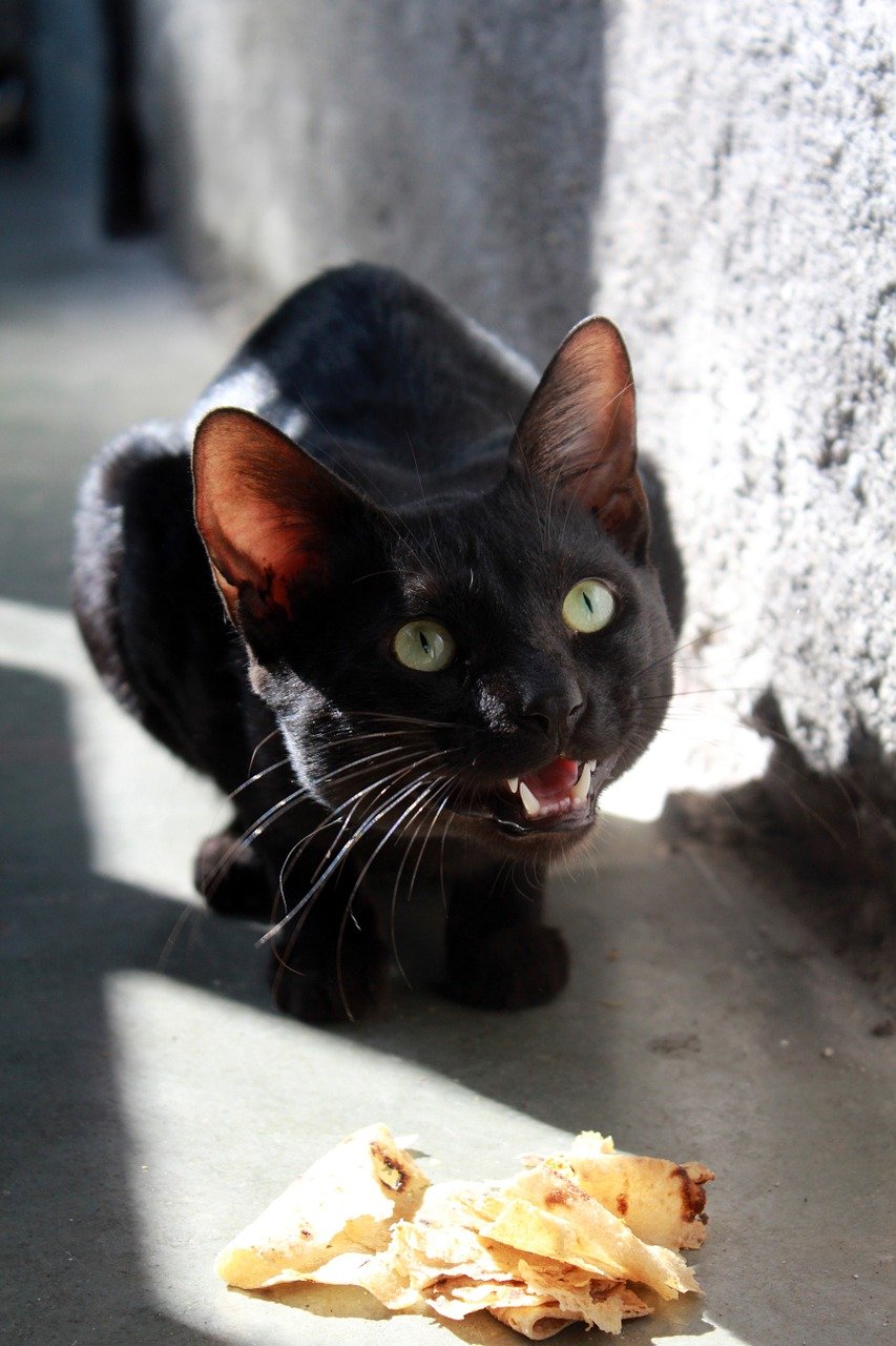 black-cat-skinny