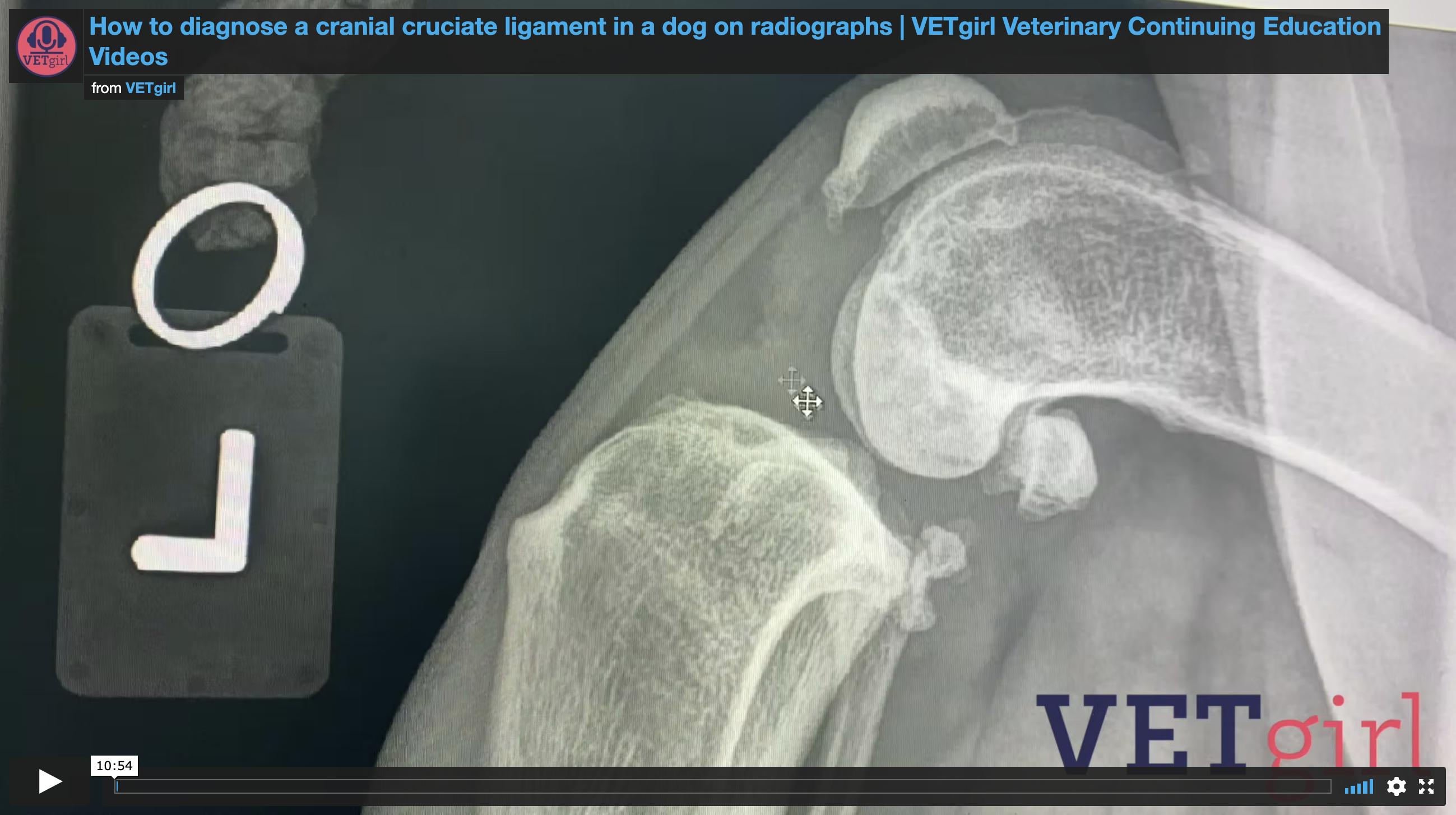 radiographic picture of a dog's knee