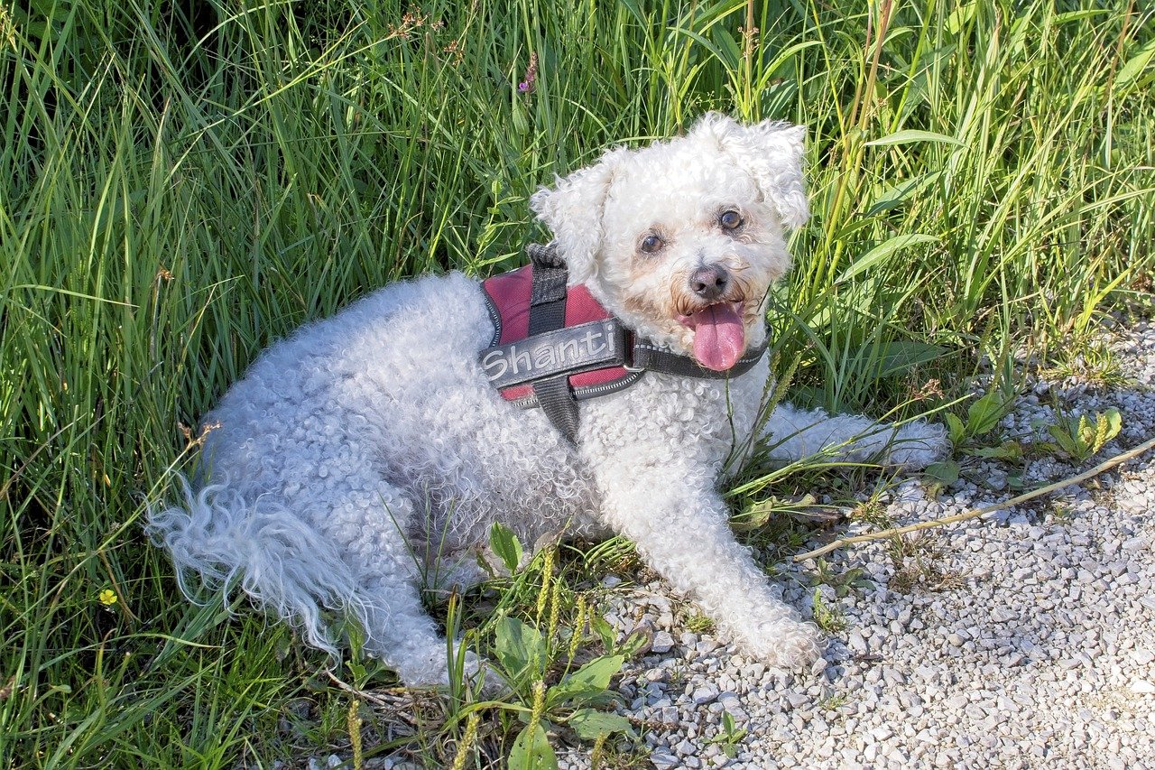White Dog lying in grass Cushings