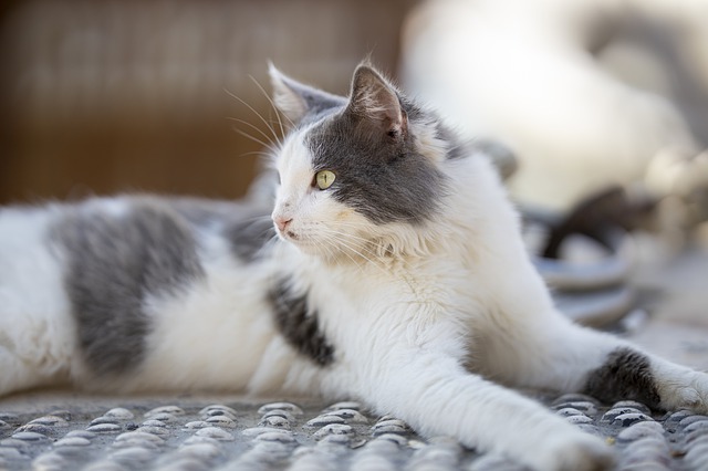 cat lying down