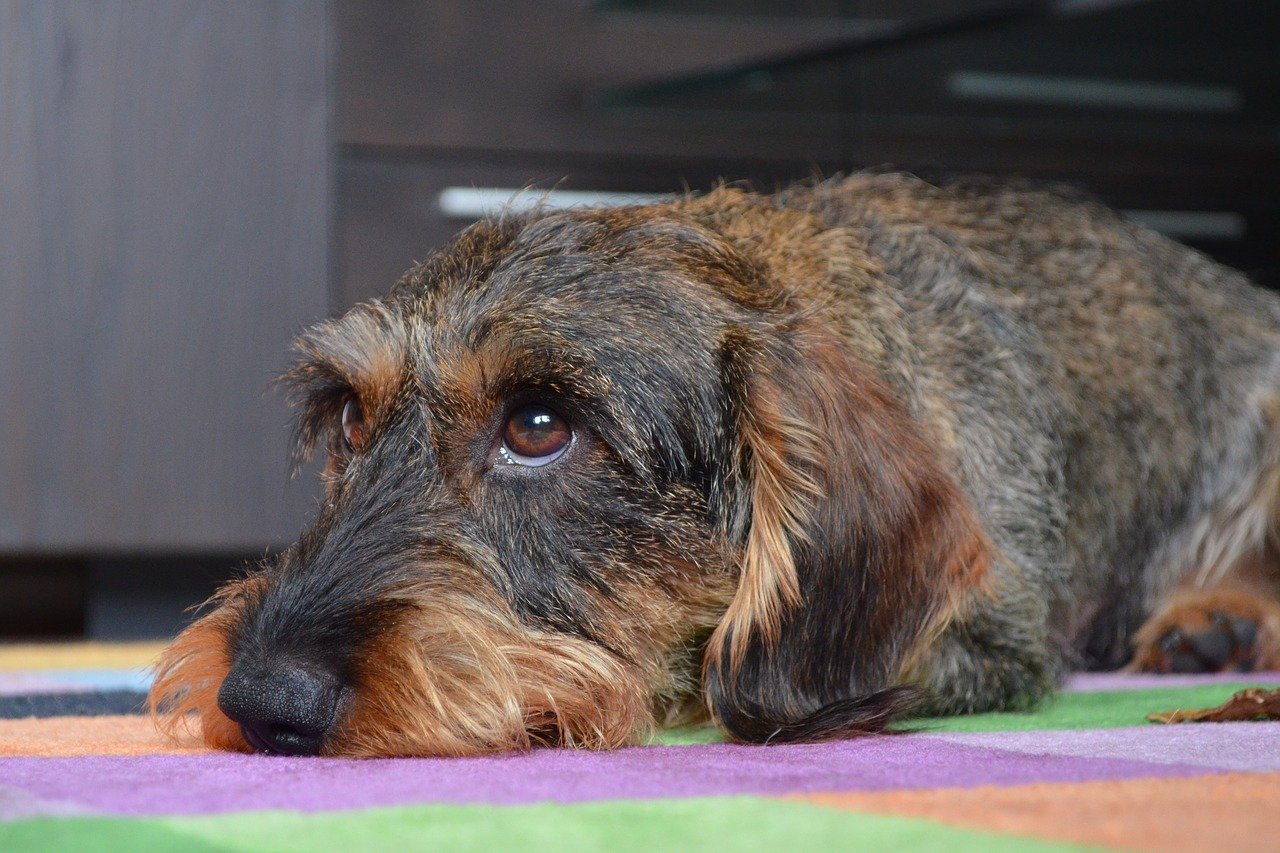 Dachshund Purina VETgirl blg