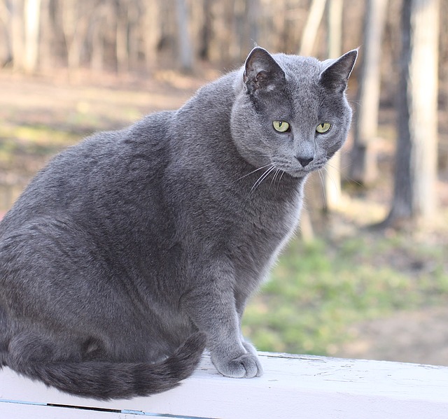 obese grey cat