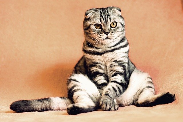 cat sitting on rear