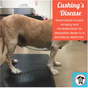 Picture of potbellied Cushing's dog