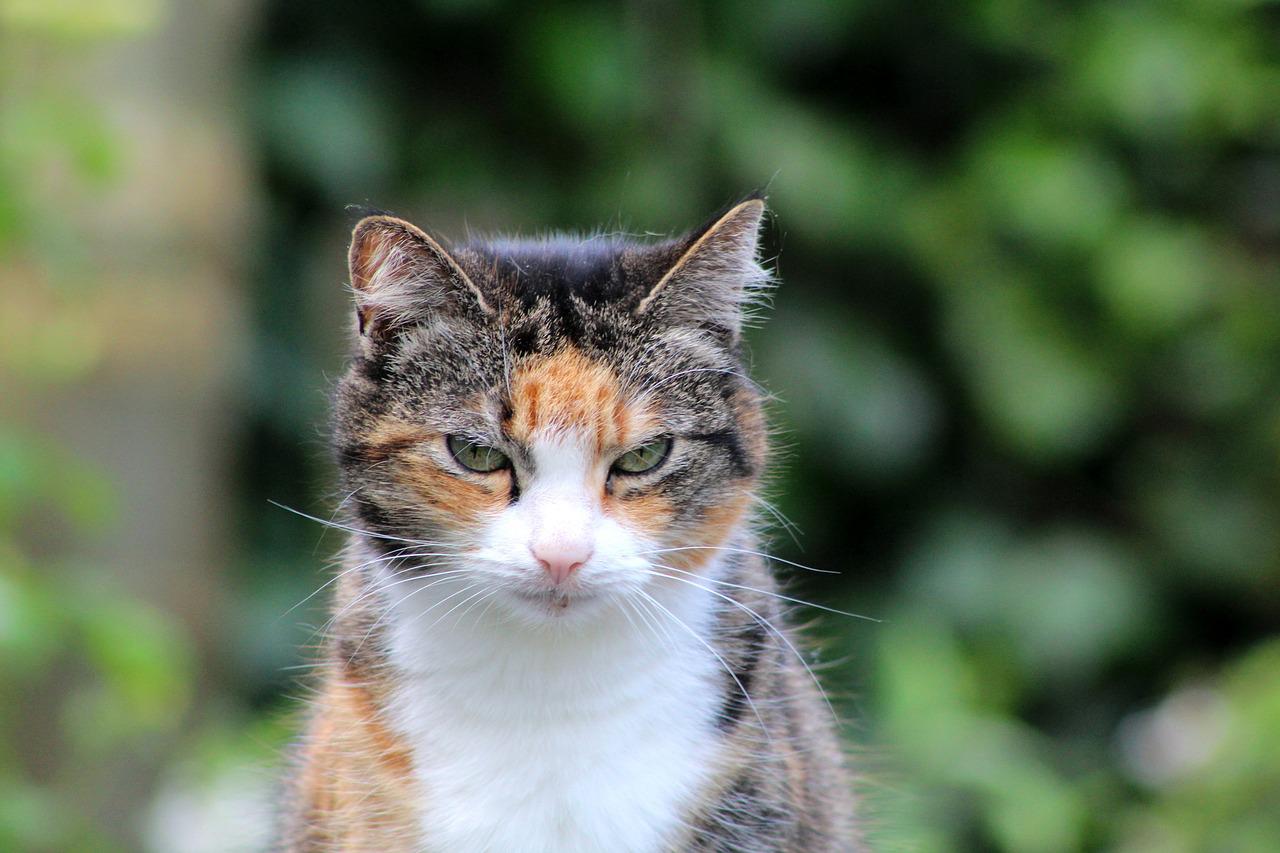 old cat