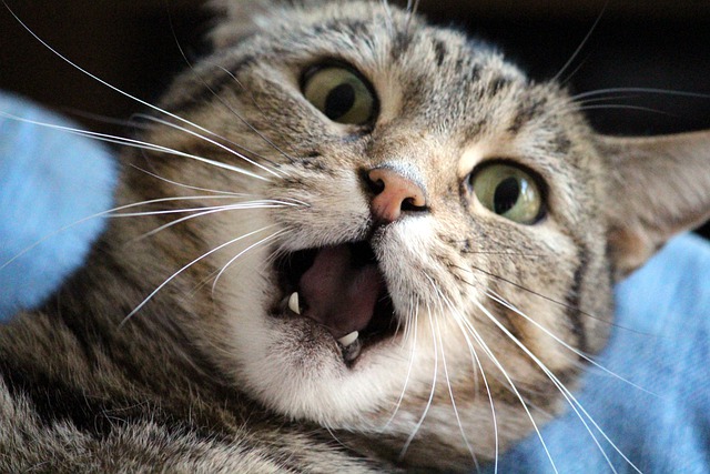 stressed cat