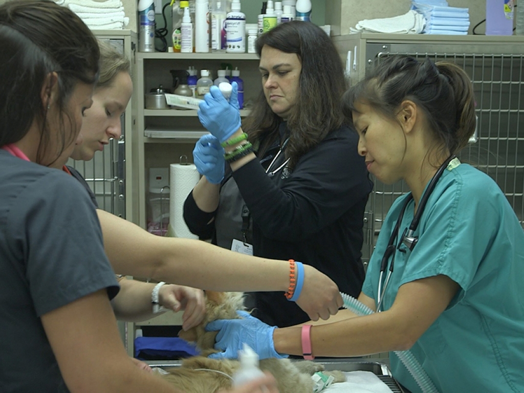 Justine_Lee_veterinary_ER