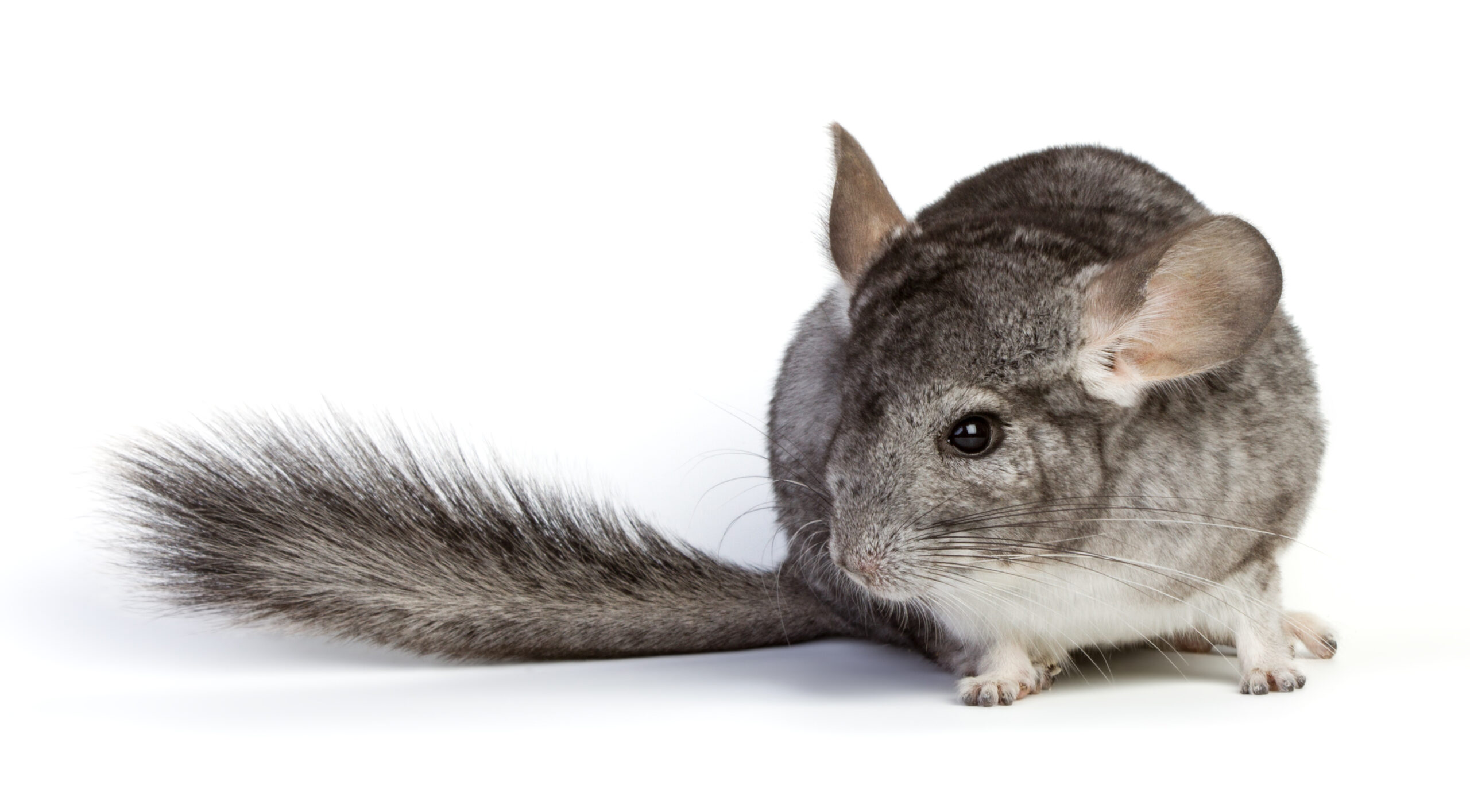 Grey chinchilla on white background