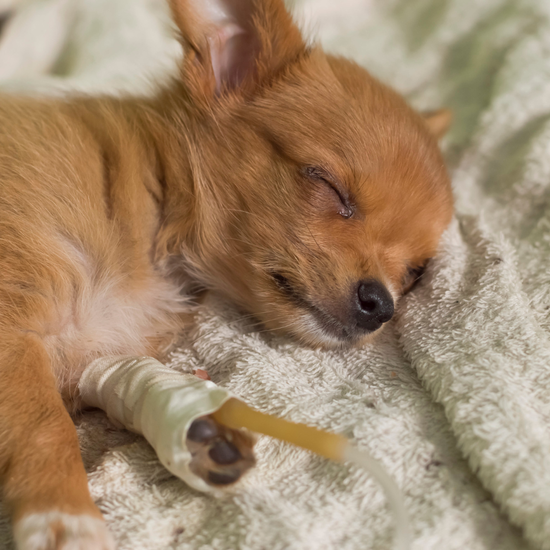 May 3, 2023: Fluid Therapy