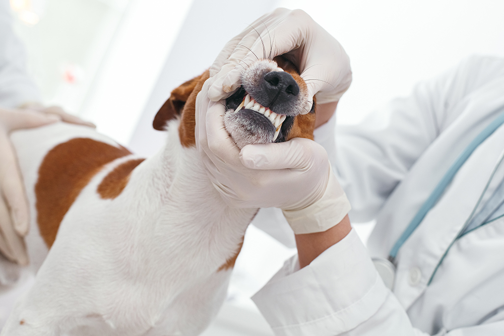 Dog Teeth