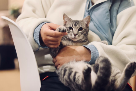 A grey tabby cat sitting on the lap of a person sitting in a chair