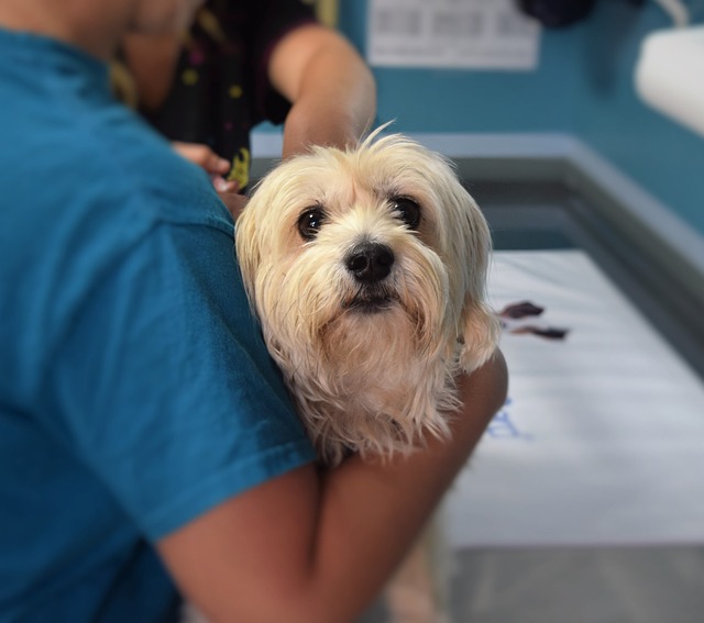 Vet with dog